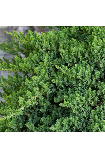 Можжевельник стелющийся Нана